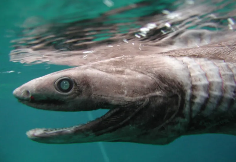 A frilled shark near the surface