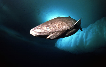 Greenland sleeper shark
